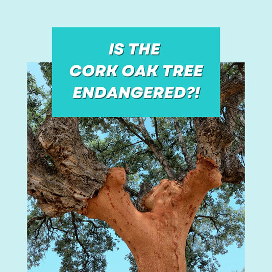 Is the Cork Oak Tree Endangered?!